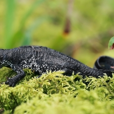 Skiauterėtasis tritonas - Triturus cristatus | Fotografas Gintautas Steiblys