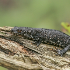 Skiauterėtasis tritonas - Triturus cristatus | Fotografas Gintautas Steiblys