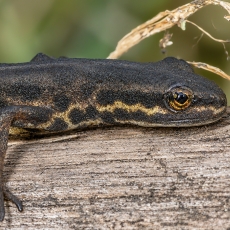 Paprastasis tritonas - Lissotriton vulgaris | Fotografas Gintautas Steiblys
