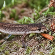 Paprastasis tritonas - Lissotriton vulgaris | Fotografas Gintautas Steiblys