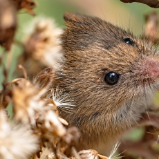 Pelė mažylė - Micromys minutus | Fotografas Gintautas Steiblys
