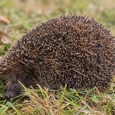 Šiaurinis baltakrūtis ežys - Erinaceus roumanicus | Fotografas Gintautas Steiblys