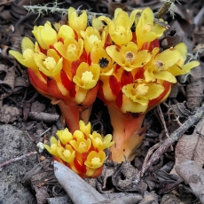 Cytinus hypocistis | Fotografas Gintautas Steiblys