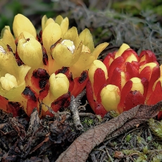 Cytinus hypocistis | Fotografas Gintautas Steiblys