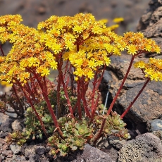 Ramdis - Aeonium spathulatum | Fotografas Gintautas Steiblys