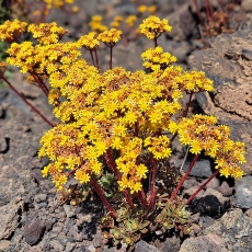 Ramdis - Aeonium spathulatum | Fotografas Gintautas Steiblys
