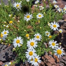 Tenerifinis sidabrūnis - Argyranthemum tenerifae | Fotografas Gintautas Steiblys
