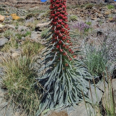 Alavijinis ežeinis - Echium wildpretii | Fotografas Gintautas Steiblys