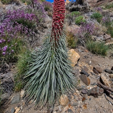 Alavijinis ežeinis - Echium wildpretii | Fotografas Gintautas Steiblys