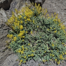 Adenocarpus viscosus | Fotografas Gintautas Steiblys