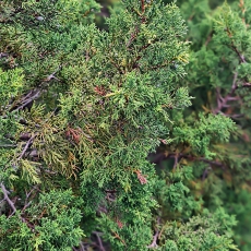 Kanarinis kadagys - Juniperus canariensis | Fotografas Gintautas Steiblys