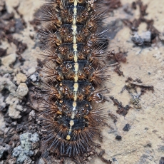Meškutė - Canararctia rufescens, vikšras | Fotografas Gintautas Steiblys