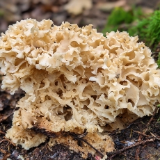Kopūstgalvis raukšlius - Sparassis crispa | Fotografas Gintautas Steiblys