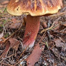 Dėmėtasis perkūnbaravykis - Neoboletus erythropus | Fotografas Gintautas Steiblys