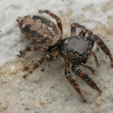 Šokiavoris - Macaroeris granti ♀ | Fotografas Gintautas Steiblys
