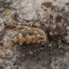 Šokiavoris - Macaroeris granti ♀ | Fotografas Gintautas Steiblys