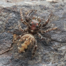 Šokiavoris - Macaroeris granti ♀ | Fotografas Gintautas Steiblys