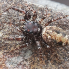 Šokiavoris - Macaroeris granti ♀ | Fotografas Gintautas Steiblys