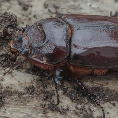 Kanarinis ragvabalis - Oryctes prolixus ♀ | Fotografas Gintautas Steiblys