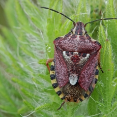Skydblakė - Codophila varia | Fotografas Gintautas Steiblys