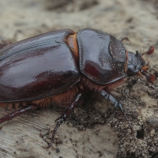 Kanarinis ragvabalis - Oryctes prolixus ♀ | Fotografas Gintautas Steiblys