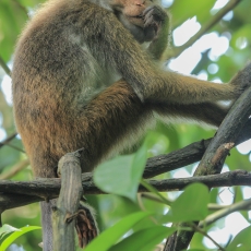 Ceiloninė makaka - Macaca sinica | Fotografas Gintautas Steiblys