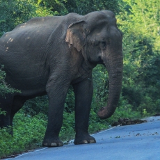 Azijinis dramblys - Elephas maximus | Fotografas Gintautas Steiblys