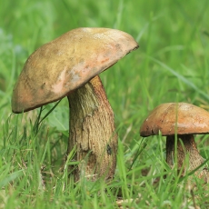Tikrasis paąžuolis - Suillellus luridus | Fotografas Gintautas Steiblys