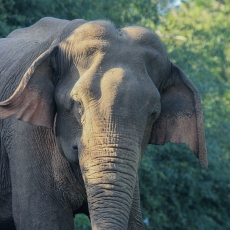 Azijinis dramblys - Elephas maximus | Fotografas Gintautas Steiblys