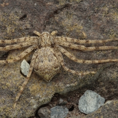 Vikrūnas - Pulchellodromus cf. punctiger | Fotografas Gintautas Steiblys