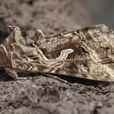 Žvilgūnas - Autographa circumflexa | Fotografas Gintautas Steiblys