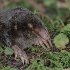 Kurmis - Talpa europaea | Fotografas Gintautas Steiblys