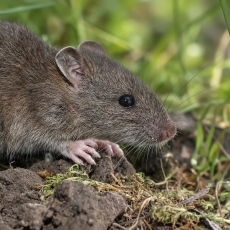 Juodoji žiurkė - Rattus rattus | Fotografas Gintautas Steiblys