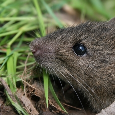 Juodoji žiurkė - Rattus rattus | Fotografas Gintautas Steiblys