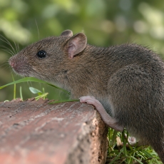 Juodoji žiurkė - Rattus rattus | Fotografas Gintautas Steiblys