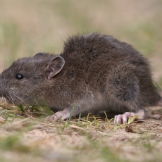 Juodoji žiurkė - Rattus rattus | Fotografas Gintautas Steiblys