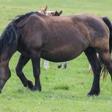 Naminis arklys - Equus ferus caballus | Fotografas Gintautas Steiblys