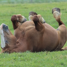 Naminis arklys - Equus ferus caballus | Fotografas Gintautas Steiblys