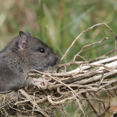 Juodoji žiurkė - Rattus rattus | Fotografas Gintautas Steiblys