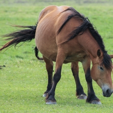 Naminis arklys - Equus ferus caballus | Fotografas Gintautas Steiblys
