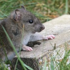 Juodoji žiurkė - Rattus rattus | Fotografas Gintautas Steiblys