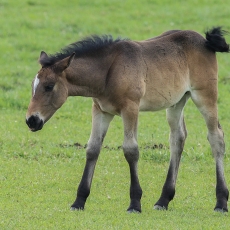 Naminis arklys - Equus ferus caballus, juv. | Fotografas Gintautas Steiblys
