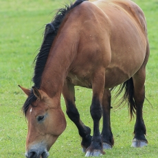 Naminis arklys - Equus ferus caballus | Fotografas Gintautas Steiblys