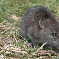 Juodoji žiurkė - Rattus rattus | Fotografas Gintautas Steiblys