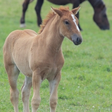 Naminis arklys - Equus ferus caballus, juv. | Fotografas Gintautas Steiblys