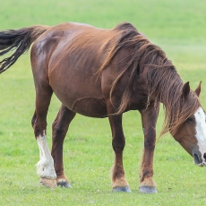 Naminis arklys - Equus ferus caballus | Fotografas Gintautas Steiblys