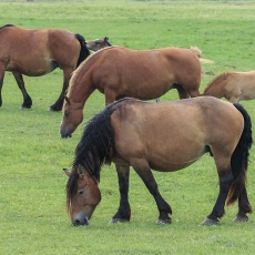Naminis arklys - Equus ferus caballus | Fotografas Gintautas Steiblys