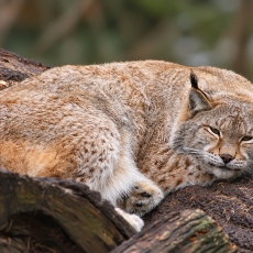 Paprastoji lūšis - Lynx lynx | Fotografas Gintautas Steiblys