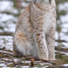 Paprastoji lūšis - Lynx lynx | Fotografas Gintautas Steiblys