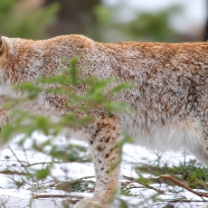 Paprastoji lūšis - Lynx lynx | Fotografas Gintautas Steiblys